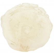 Prodotto Conchiglie Capiz Fette Capiz Fette madreperla naturale 7,5–9,5 cm 300 g