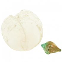 Prodotto Capiz conchiglia di madreperla fette di madreperla conchiglia di lumaca di mare verde 3,5–9,5 cm 750 g