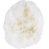 Prodotto Conchiglie marittime Capiz 5–10 cm, madreperla, articolo naturale 1 kg