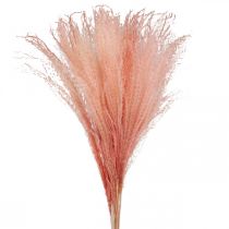 Canna cinese rosa chiaro erba secca Miscanthus H75cm 10p