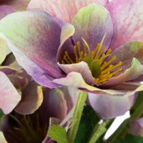 Prodotto Mazzo di rose natalizie artificiali con fiori viola, 35 cm, 6 pezzi