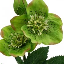 Rosa di Natale Rosa quaresimale Veratro fiori artificiali verde L34cm 4pz