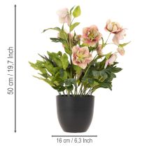 Prodotto Pianta artificiale di elleboro in vaso, rosa di Natale, per decorazione domestica, 50 cm