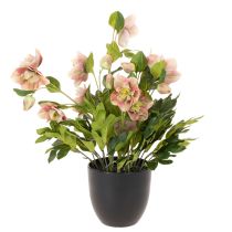 Prodotto Pianta artificiale di elleboro in vaso, rosa di Natale, per decorazione domestica, 50 cm