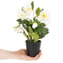 Prodotto Rosa natalizia artificiale, pianta in vaso, decorazione da tavolo, 34 cm