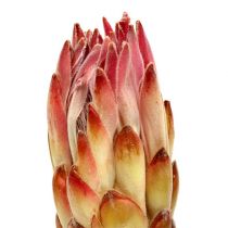 Prodotto Compacta Rosa 25 pz