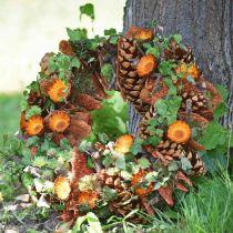 Prodotto Coni Pinus Maritima 10cm - 15cm Naturale 3 pz