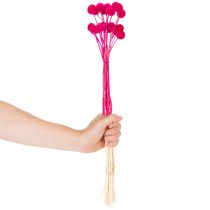 Prodotto Mazzi di fiori secchi di Craspedia per composizioni floreali, 55 cm, 20 pezzi