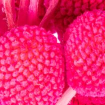 Prodotto Mazzi di fiori secchi di Craspedia per composizioni floreali, 55 cm, 20 pezzi