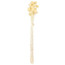 Prodotto Decorazione in crema con fiori secchi di Craspedia, 20 pezzi, 50-55 cm