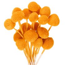Prodotto Bouquet di fiori secchi Craspedia, 55 cm, 20 pezzi