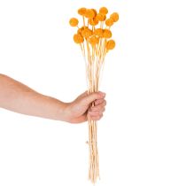 Prodotto Bouquet di fiori secchi Craspedia, 55 cm, 20 pezzi
