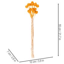 Prodotto Bouquet di fiori secchi Craspedia, 55 cm, 20 pezzi