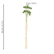 Prodotto Sfere di fiori di Craspedia essiccati per eleganti decorazioni autunnali, 55 cm, 20 pezzi