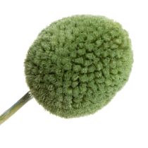 Prodotto Sfere di fiori di Craspedia essiccati per eleganti decorazioni autunnali, 55 cm, 20 pezzi
