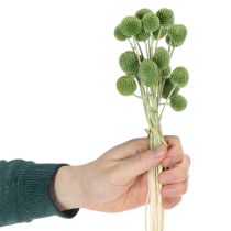 Prodotto Sfere di fiori di Craspedia essiccati per eleganti decorazioni autunnali, 55 cm, 20 pezzi