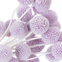 Prodotto Craspedia, fiori secchi ideali per decorare la tavola in stile moderno, 55 cm, 20 pezzi.