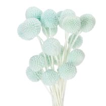 Prodotto Fiori secchi di Craspedia, bouquet decorativo per soggiorno, decorazione da tavola, matrimonio, 55 cm, 20 pezzi