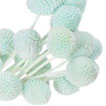 Prodotto Fiori di Craspedia essiccati, bouquet decorativo per soggiorno, decorazione da tavola, matrimonio, 55 cm, 20 pezzi