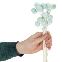 Prodotto Fiori secchi di Craspedia, bouquet decorativo per soggiorno, decorazione da tavola, matrimonio, 55 cm, 20 pezzi