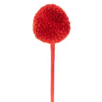 Prodotto Fiori di Craspedia essiccati, tinti, con steli lunghi, 55 cm, 20 pezzi