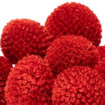 Prodotto Fiori di Craspedia essiccati, tinti, con steli lunghi, 55 cm, 20 pezzi
