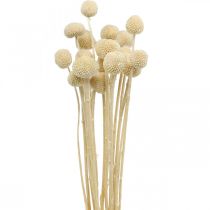 Prodotto Craspedia bacchette di panna secca floristica secca 20 pz