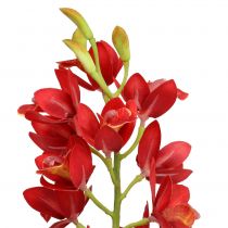 Orchidea cymbidium rosso 78cm