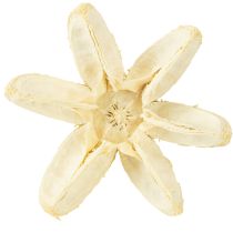 Prodotto Fiore decorativo sbiancato 12 pezzi