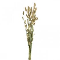 Lagurus secchi, fiori secchi Lagurus, erba Lagurus naturale L30–70cm 45g