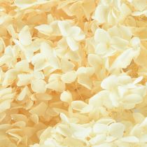 Prodotto Ortensia decorativa color crema, fiore vero stabilizzato Ø20cm 1 pz