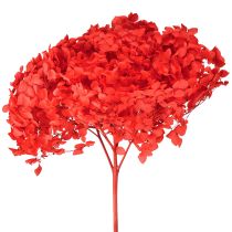 Prodotto Ortensia decorativa fiore essiccato conservato rosso Ø20cm 1 pz