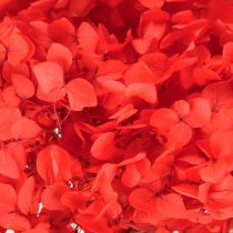 Prodotto Ortensia decorativa fiore essiccato conservato rosso Ø20cm 1 pz