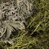 Prodotto Muschio decorativo – vero muschio e lichene per composizioni floreali 250 g
