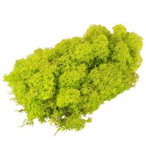 Prodotto Deco muschio muschio di renna verde chiaro conservato 400 g