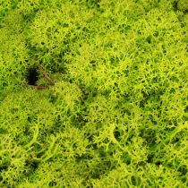 Prodotto Deco muschio muschio di renna verde chiaro conservato 400 g