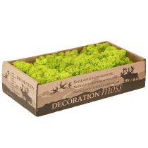 Prodotto Deco muschio muschio di renna verde chiaro conservato 400 g