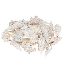 Prodotto Gusci di lumaca decorativi bianchi e neri, decorazione naturale in conchiglia 1 kg
