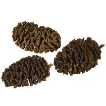 Prodotto Pigne decorative di ontano naturali per decorare 3-4 cm 200 g