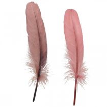 Prodotto Piume decorative per artigianato Piume di uccelli vere rosa scuro 20g