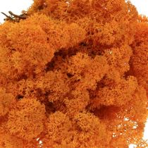 Deco Moss Orange Vero muschio per l&#39;artigianato Essiccato, colorato 500g