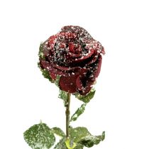 Prodotto Rosa decorativa rosso neve Ø6cm 6 pezzi
