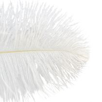 Prodotto Piume di struzzo decorative, piume vere, bianche, 38-40 cm, 2 pezzi