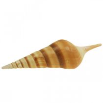 Guscio di lumaca marittima deco a punta 1kg
