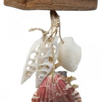 Appendiabiti decorativo marittimo decorazione da appendere conchiglie stelle marine 27 cm 3 pezzi