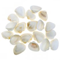 Prodotto Deco Shell Bianco Vere conchiglie in una rete di rafia deco marittimo 400g