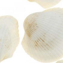 Deco Shell White Vere conchiglie in una rete di rafia deco marittimo 400g