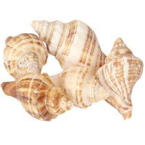 Prodotto Conchiglie Decorative Crema Marrone Striato 3cm–8cm 300g