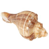 Prodotto Conchiglie Decorative Crema Marrone Striato 3cm–8cm 300g