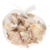 Prodotto Conchiglie Decorative Crema Marrone Striato 3cm–8cm 300g